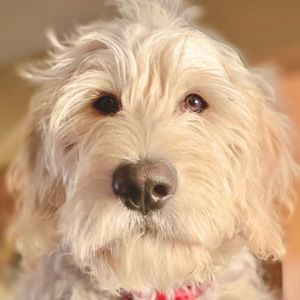 Meet your Posher, Adrian